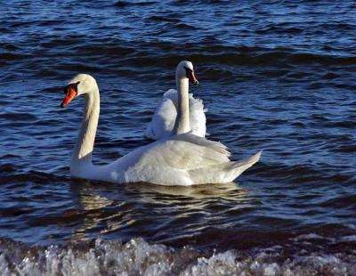 Прикрепленное изображение: LCIMGP5461.jpg